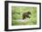 European brown bear, Ursus arctos arctos, young animal, wilderness, sidewise, run, trunk-David & Micha Sheldon-Framed Photographic Print