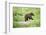 European brown bear, Ursus arctos arctos, young animal, wilderness, sidewise, run, trunk-David & Micha Sheldon-Framed Photographic Print