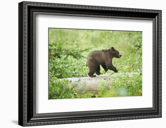 European brown bear, Ursus arctos arctos, young animal, wilderness, sidewise, run, trunk-David & Micha Sheldon-Framed Photographic Print