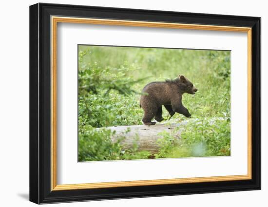 European brown bear, Ursus arctos arctos, young animal, wilderness, sidewise, run, trunk-David & Micha Sheldon-Framed Photographic Print