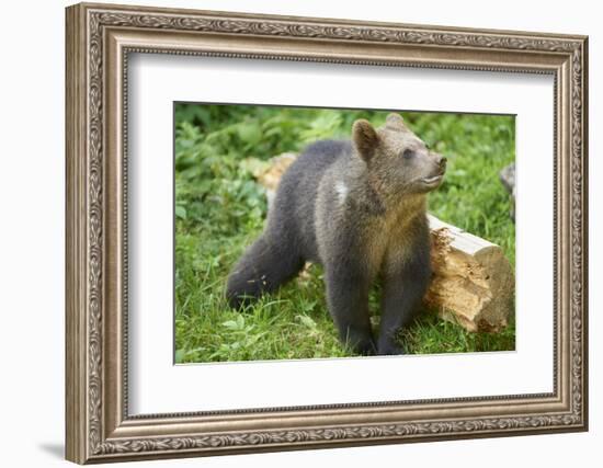 European brown bear, Ursus arctos arctos, young animal, wilderness, sidewise, stand-David & Micha Sheldon-Framed Photographic Print