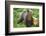 European brown bear, Ursus arctos arctos, young animal, wilderness, sidewise, stand-David & Micha Sheldon-Framed Photographic Print