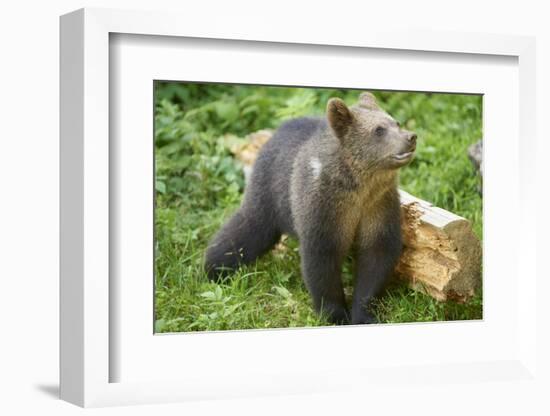 European brown bear, Ursus arctos arctos, young animal, wilderness, sidewise, stand-David & Micha Sheldon-Framed Photographic Print