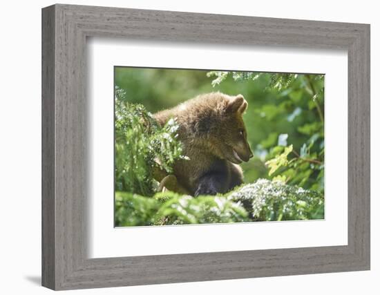 European brown bear, Ursus arctos arctos, young animal, wilderness, sidewise-David & Micha Sheldon-Framed Photographic Print