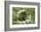 European brown bear, Ursus arctos arctos, young animal, wilderness, sidewise-David & Micha Sheldon-Framed Photographic Print