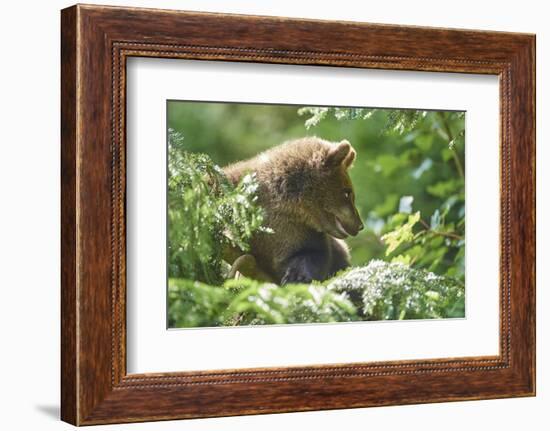 European brown bear, Ursus arctos arctos, young animal, wilderness, sidewise-David & Micha Sheldon-Framed Photographic Print