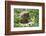 European brown bear, Ursus arctos arctos, young animal, wilderness, sidewise-David & Micha Sheldon-Framed Photographic Print