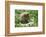 European brown bear, Ursus arctos arctos, young animal, wilderness, sidewise-David & Micha Sheldon-Framed Photographic Print