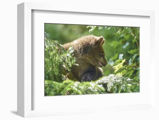 European brown bear, Ursus arctos arctos, young animal, wilderness, sidewise-David & Micha Sheldon-Framed Photographic Print