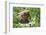 European brown bear, Ursus arctos arctos, young animal, wilderness, sidewise-David & Micha Sheldon-Framed Photographic Print