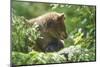 European brown bear, Ursus arctos arctos, young animal, wilderness, sidewise-David & Micha Sheldon-Mounted Photographic Print