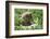 European brown bear, Ursus arctos arctos, young animal, wilderness, sidewise-David & Micha Sheldon-Framed Photographic Print