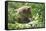 European brown bear, Ursus arctos arctos, young animal, wilderness, sidewise-David & Micha Sheldon-Framed Stretched Canvas