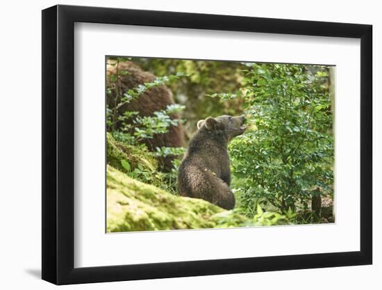 European brown bear, Ursus arctos arctos, young animal, wilderness, sidewise-David & Micha Sheldon-Framed Photographic Print