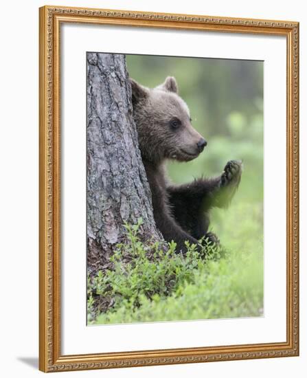 European Brown Bear (Ursus Arctos Arctos) Young Cub, Northern Finland, July-Jussi Murtosaari-Framed Photographic Print