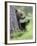 European Brown Bear (Ursus Arctos Arctos) Young Cub, Northern Finland, July-Jussi Murtosaari-Framed Photographic Print