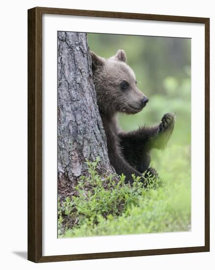 European Brown Bear (Ursus Arctos Arctos) Young Cub, Northern Finland, July-Jussi Murtosaari-Framed Photographic Print