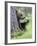 European Brown Bear (Ursus Arctos Arctos) Young Cub, Northern Finland, July-Jussi Murtosaari-Framed Photographic Print