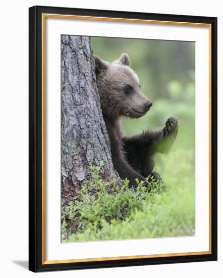 European Brown Bear (Ursus Arctos Arctos) Young Cub, Northern Finland, July-Jussi Murtosaari-Framed Photographic Print