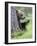 European Brown Bear (Ursus Arctos Arctos) Young Cub, Northern Finland, July-Jussi Murtosaari-Framed Photographic Print