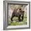 European Brown Bear, Ursus Arctos Arctos-Andreas Keil-Framed Photographic Print