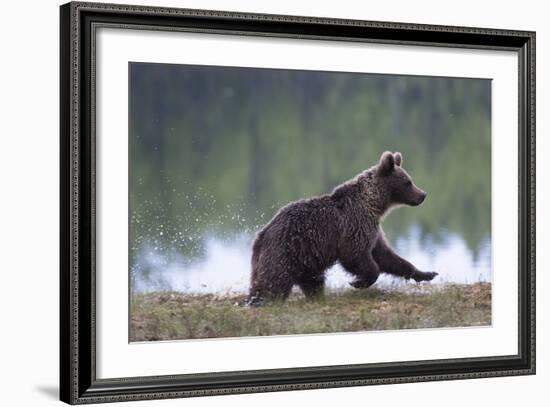 European Brown Bear (Ursus Arctos), Kuhmo, Finland, Scandinavia, Europe-Sergio Pitamitz-Framed Photographic Print