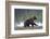 European Brown Bear (Ursus Arctos), Kuhmo, Finland, Scandinavia, Europe-Sergio Pitamitz-Framed Photographic Print