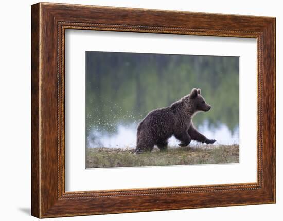 European Brown Bear (Ursus Arctos), Kuhmo, Finland, Scandinavia, Europe-Sergio Pitamitz-Framed Photographic Print