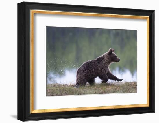 European Brown Bear (Ursus Arctos), Kuhmo, Finland, Scandinavia, Europe-Sergio Pitamitz-Framed Photographic Print