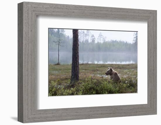 European Brown Bear (Ursus Arctos), Kuhmo, Finland, Scandinavia, Europe-Sergio Pitamitz-Framed Photographic Print