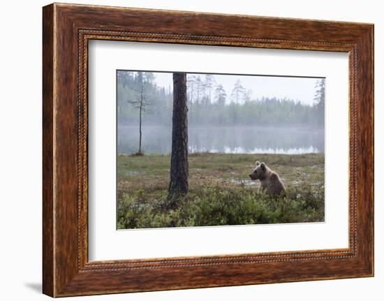 European Brown Bear (Ursus Arctos), Kuhmo, Finland, Scandinavia, Europe-Sergio Pitamitz-Framed Photographic Print