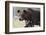 European Brown Bear (Ursus Arctos), Kuhmo, Finland, Scandinavia, Europe-Sergio Pitamitz-Framed Photographic Print