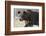 European Brown Bear (Ursus Arctos), Kuhmo, Finland, Scandinavia, Europe-Sergio Pitamitz-Framed Photographic Print