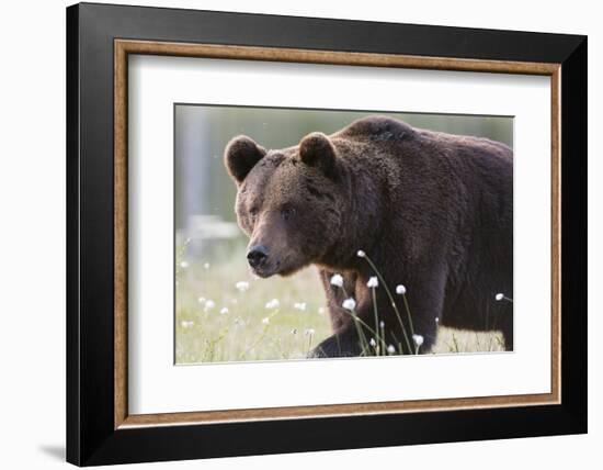 European Brown Bear (Ursus Arctos), Kuhmo, Finland, Scandinavia, Europe-Sergio Pitamitz-Framed Photographic Print