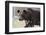 European Brown Bear (Ursus Arctos), Kuhmo, Finland, Scandinavia, Europe-Sergio Pitamitz-Framed Photographic Print