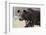 European Brown Bear (Ursus Arctos), Kuhmo, Finland, Scandinavia, Europe-Sergio Pitamitz-Framed Photographic Print