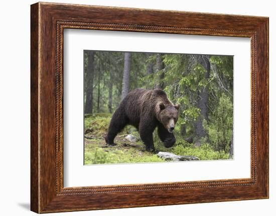 European Brown Bear (Ursus Arctos), Kuhmo, Finland, Scandinavia, Europe-Sergio Pitamitz-Framed Photographic Print