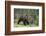 European Brown Bear (Ursus Arctos), Kuhmo, Finland, Scandinavia, Europe-Sergio Pitamitz-Framed Photographic Print