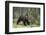 European Brown Bear (Ursus Arctos), Kuhmo, Finland, Scandinavia, Europe-Sergio Pitamitz-Framed Photographic Print