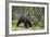 European Brown Bear (Ursus Arctos), Kuhmo, Finland, Scandinavia, Europe-Sergio Pitamitz-Framed Photographic Print