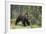 European Brown Bear (Ursus Arctos), Kuhmo, Finland, Scandinavia, Europe-Sergio Pitamitz-Framed Photographic Print