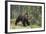 European Brown Bear (Ursus Arctos), Kuhmo, Finland, Scandinavia, Europe-Sergio Pitamitz-Framed Photographic Print