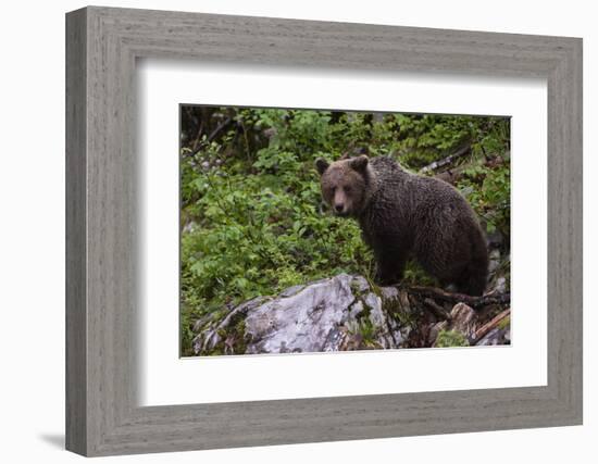 European brown bear (Ursus arctos), Slovenia, Europe-Sergio Pitamitz-Framed Photographic Print