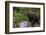 European brown bear (Ursus arctos), Slovenia, Europe-Sergio Pitamitz-Framed Photographic Print