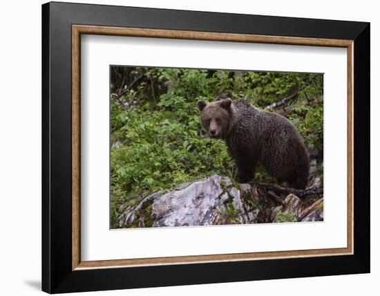 European brown bear (Ursus arctos), Slovenia, Europe-Sergio Pitamitz-Framed Photographic Print