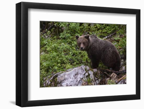 European brown bear (Ursus arctos), Slovenia, Europe-Sergio Pitamitz-Framed Photographic Print