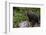 European brown bear (Ursus arctos), Slovenia, Europe-Sergio Pitamitz-Framed Photographic Print