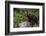 European brown bear (Ursus arctos), Slovenia, Europe-Sergio Pitamitz-Framed Photographic Print