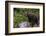 European brown bear (Ursus arctos), Slovenia, Europe-Sergio Pitamitz-Framed Photographic Print