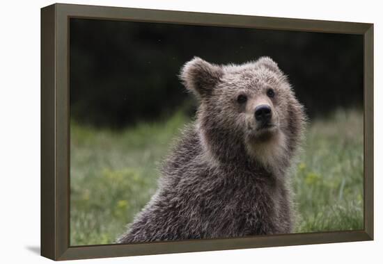 European brown bear (Ursus arctos), Slovenia, Europe-Sergio Pitamitz-Framed Premier Image Canvas